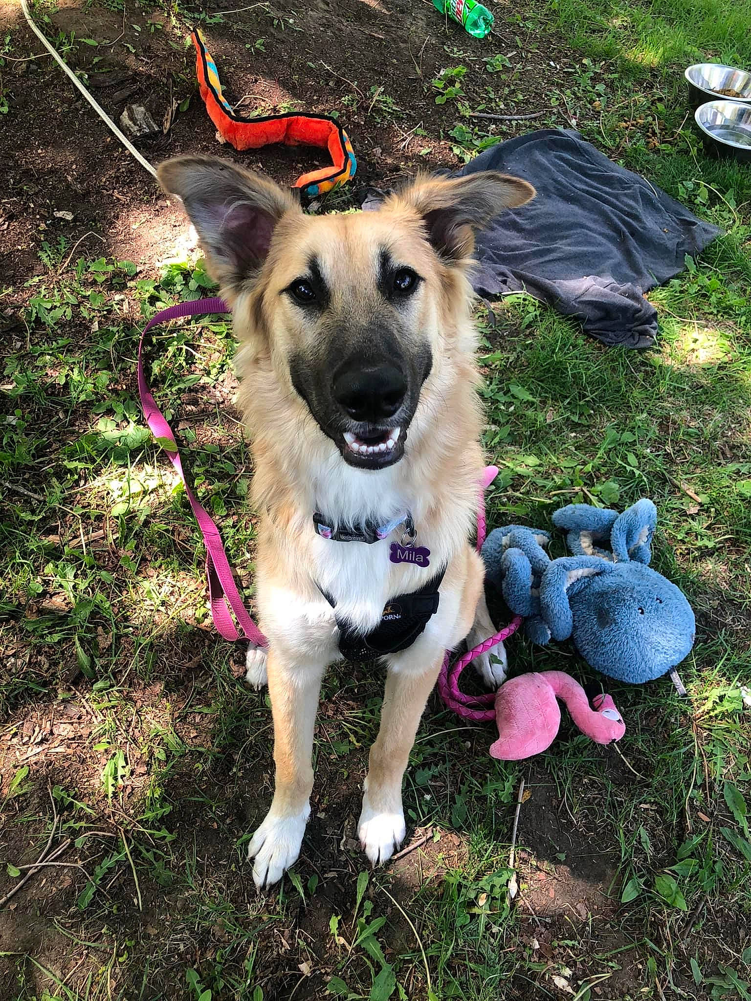 Mila joined the competition — help win amazing prizes! canidae, carnivore, collar, companion_dog, dog, dog_breed, dog_clothes, dog_collar, dog_supply, fashion_accessory, fawn, german_shepherd_dog, grass, leash, pet_supply, plant, sporting_group, tableware, tail, working_animal