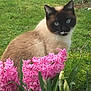 Otone a rejoint le concours — aidez-le/la à gagner de superbes lots ! animal, blue_eyes, cat, closeup, cute, feline, flora, flowers, fur, garden, green_grass, nature, outdoor, pet, pink_flowers, plants, siamese_cat, sitting, spring, whiskers