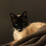 Otone a rejoint le concours — aidez-le/la à gagner de superbes lots ! animal, blanket, cat, closeup, cozy, cute, dark_background, ears, eyes, feline, fur, indoor, muzzle, pet, portrait, relaxed, resting, siamese_cat, soft, whiskers