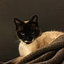 animal, blanket, cat, closeup, cozy, cute, dark_background, ears, eyes, feline, fur, indoor, muzzle, pet, portrait, relaxed, resting, siamese_cat, soft, whiskers