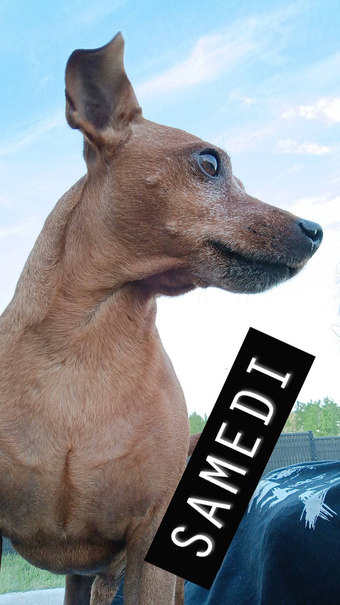 Bandi a rejoint le concours — aidez-le/la à gagner de superbes lots ! cloud, dog_breed, fawn, kangaroo, liver, marsupial, sky, snout, terrestrial_animal, whiskers, wildlife