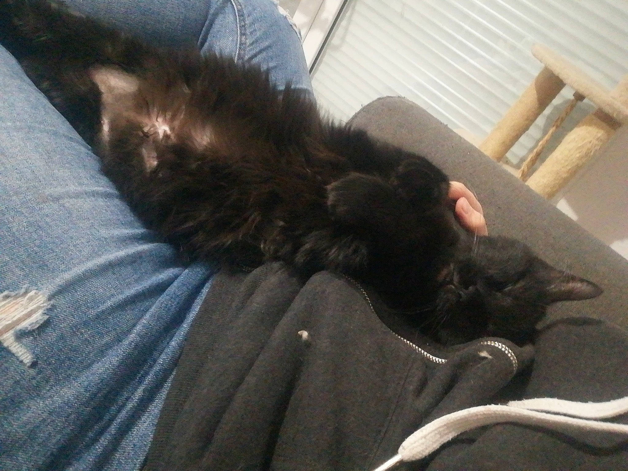 Eden participe au concours pour gagner de l'argent avec cette photo : black_cat, canidae, carnivore, cat, claw, comfort, companion_dog, dog_breed, domestic_short_haired_cat, felidae, fur, hardwood, human_leg, liver, paw, small_to_medium_sized_cats, sporting_group, tail, whiskers, wood