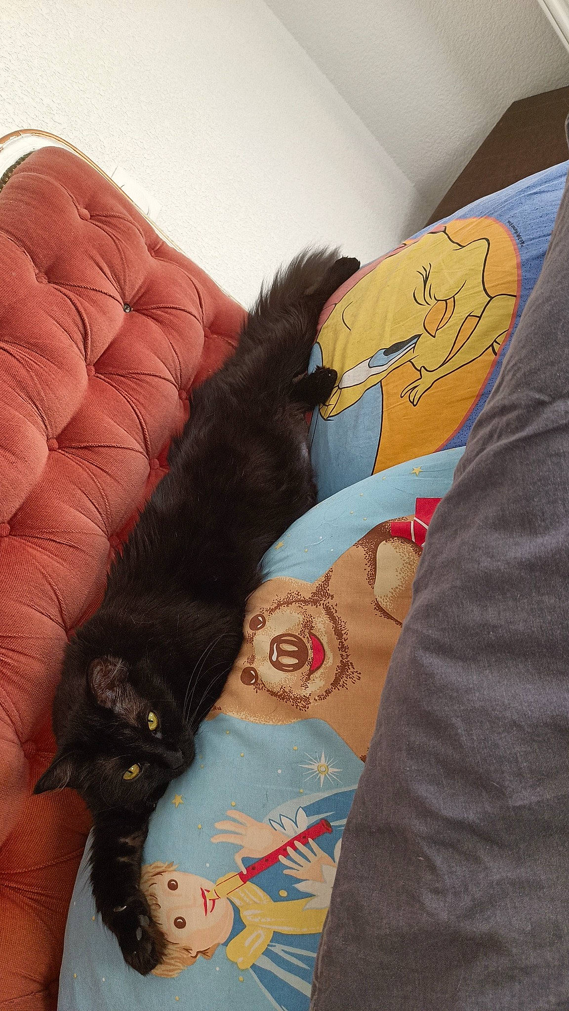 Eden a rejoint le concours — aidez-le/la à gagner de superbes lots ! bed, black_cat, bombay, carnivore, cat, comfort, couch, domestic_short_haired_cat, felidae, fur, gesture, human_leg, linens, sleeve, small_to_medium_sized_cats, t_shirt, tail, textile, thigh, whiskers