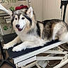 dog, alaskan_malamute, pet, grooming_table, indoor, animal, furry, canine, happy, relaxed, tongue_out, equipment, white_wall, floor, leash, fur, ears, face, paw, pet_salon