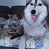 dog, cat, couch, quilt, fluffy, tongue_out, striped_cat, pet, indoor, relaxed, animal, companion, furniture, home, cozy, sitting, cute, friendly, domestic, resting