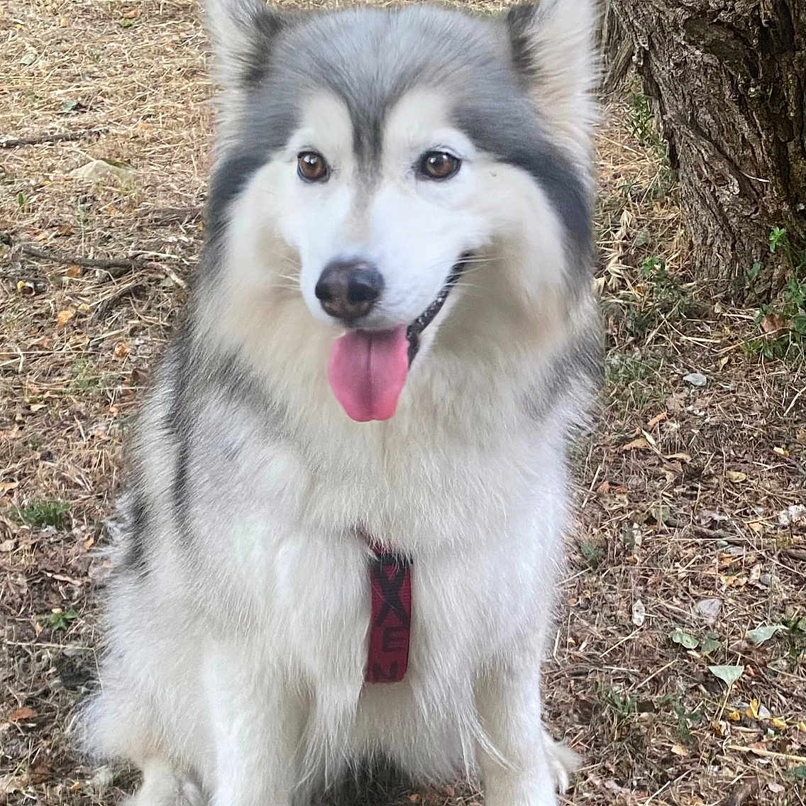 Xena a rejoint le concours — aidez-le/la à gagner de superbes lots ! dog, sitting, outdoor, tree, grass, tongue_out, happy, pet, canine, nature, fur, animal, muzzle, ears, collar, playful, summer, smiling, friendly, companion