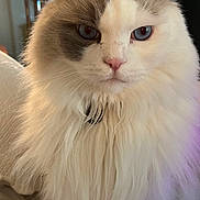 Cooper is registered to the contest to win money with this photo: cat, fluffy, blue_eyes, indoor, pet, feline, close_up, long_hair, white_fur, gray_patch, domestic_animal, mammal, portrait, whiskers, cute, household, lamp, mirror, bed, fur