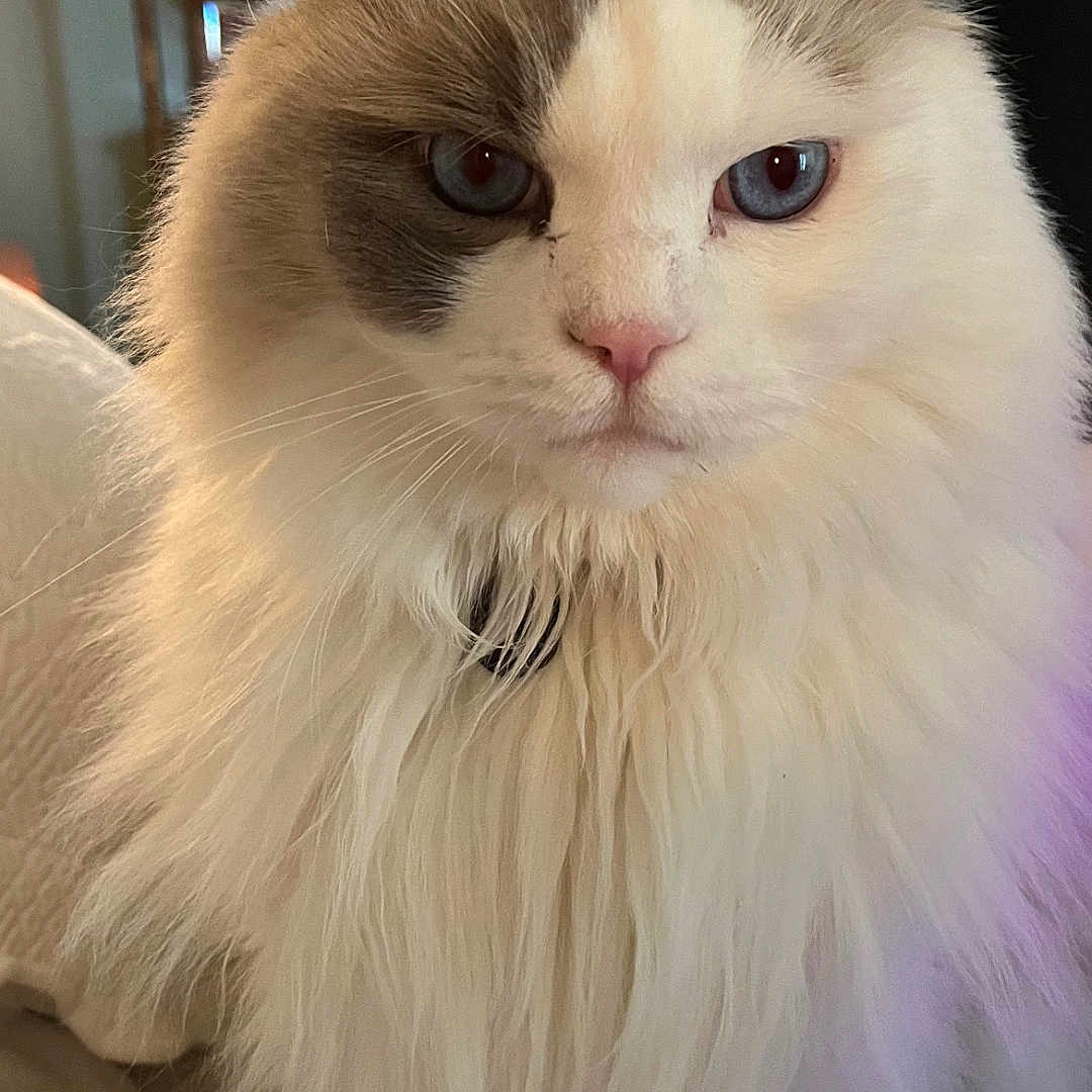 Cooper is registered to the contest to win money with this photo: bed, blue_eyes, cat, close_up, cute, domestic_animal, feline, fluffy, fur, gray_patch, household, indoor, lamp, long_hair, mammal, mirror, pet, portrait, whiskers, white_fur