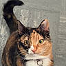 animal, calico, cat, collar, curious, cute, domestic, ears, feline, floor, fur, indoor, looking_up, mammal, pet, portrait, qr_code, standing, tail, whiskers