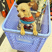 Tiny is registered to the contest to win money with this photo: child, clothing, colorful, costume, cute, decoration, dog, floor, halloween, hand, indoor, party_city, pet, puppy, retail, shelf, shopping_cart, small_dog, sombrero, store