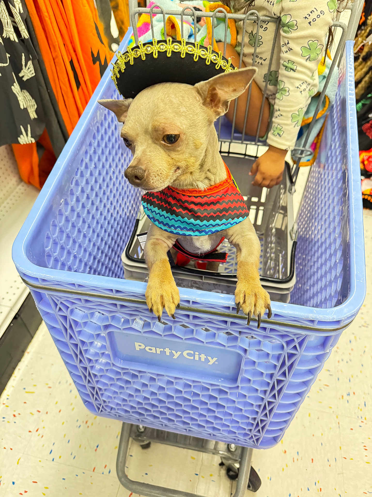 Tiny is registered to the contest to win money with this photo: child, clothing, colorful, costume, cute, decoration, dog, floor, halloween, hand, indoor, party_city, pet, puppy, retail, shelf, shopping_cart, small_dog, sombrero, store