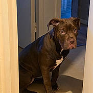 Atyka a rejoint le concours — aidez-le/la à gagner de superbes lots ! dog, brown_dog, pet, indoors, doorway, white_markings, animal, canine, floor, looking_at_camera, sitting, calm, house, hallway, shadow, ears, nails, nose, eyes, fur
