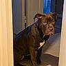 dog, brown_dog, pet, indoors, doorway, white_markings, animal, canine, floor, looking_at_camera, sitting, calm, house, hallway, shadow, ears, nails, nose, eyes, fur