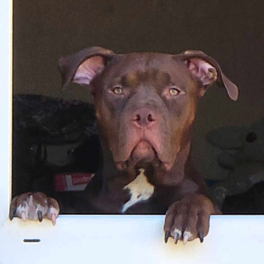 Atyka participe au concours pour gagner de l'argent avec cette photo : dog, brown_dog, window, paws, pet, animal, guard, house, looking, ears, face, white_patch, fur, domestic_animal, canine, outdoor, daylight, watchful, alert, pet_portrait