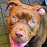 dog, brown_dog, pitbull, smiling, outdoor, stone_patio, happy, pet, canine, animal, looking_up, ears, tongue, nose, paws, sunlight, daylight, closeup, friendly, domestic_animal
