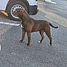 Atyka participe au concours pour gagner de l'argent avec cette photo : dog, brown_dog, white_markings, standing, asphalt, road, vehicle, white_vehicle, wheel, parking_lot, outdoor, daylight, shadow, tree, greenery, urban, side_profile, alert, pet, canine