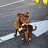 Atyka participe au concours pour gagner de l'argent avec cette photo : dog, brown_dog, white_patches, sitting, asphalt, road_markings, white_arrows, yellow_bollards, urban, outdoor, daylight, side_view, curious_expression, pavement, street, canine, pet, road, traffic, sunlight