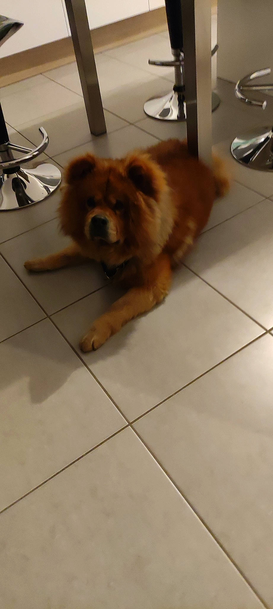 Moka participe au concours pour gagner de l'argent avec cette photo : carnivore, chow_chow, companion_dog, dog, dog_breed, fawn, floor, flooring, fur, german_spitz, kitchen_appliance, kitchen_utensil, liver, plate, tableware, tail, terrestrial_animal, tile_flooring, toy_dog, working_animal