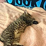 Sky joined the competition — help win amazing prizes! kitten, cat, tabby, sleeping, lying_down, pet, animal, fur, striped_fur, paws, tail, pink_blanket, plush, bedroom, cushion, blue_cushion, cozy, indoors, cute, relaxed