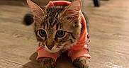 Sky is registered to the contest to win money with this photo: kitten, cat, tabby, pink_hoodie, hooded_clothing, pet, animal, indoor, wooden_floor, floor, furniture, chairs, portrait, closeup, looking_at_camera, crouching, ears, whiskers, brown_fur, cute