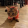 kitten, cat, tabby, pink_hoodie, hooded_clothing, pet, animal, indoor, wooden_floor, floor, furniture, chairs, portrait, closeup, looking_at_camera, crouching, ears, whiskers, brown_fur, cute