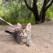 Sky is registered to the contest to win money with this photo: cat, kitten, animal, pet, fluffy, fur, striped_fur, blue_eyes, whiskers, ears, face, sitting, outdoor, woodland, trees, nature, dirt_path, leash, pink_leash, portrait