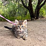 cat, kitten, animal, pet, fluffy, fur, striped_fur, blue_eyes, whiskers, ears, face, sitting, outdoor, woodland, trees, nature, dirt_path, leash, pink_leash, portrait