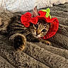 Sky is registered to the contest to win money with this photo: cat, kitten, tabby, pet, animal, hat, festive, red, green, fluffy, paw, face, eyes, lying_down, bed, blanket, pillow, indoors, cozy, portrait