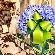 Petunia Pickle is registered to the contest to win money with this photo: blinds, cat, cat_tree, cowhide_bench, feline, flowers, green_bow, home_decor, hydrangea, indoor, mirror, mirrored_tray, pet_portrait, purple_flowers, reflection, soft_lighting, table, vase, whiskers, window