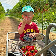 Aykan participe au concours pour gagner de l'argent avec cette photo : child, boy, strawberries, greenhouse, fruit, red, hat, cap, casual_clothing, sitting, container, wooden_cart, nature, plants, harvest, outdoor, smiling, fresh, food, daylight