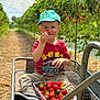 boy, cap, casual_clothing, child, container, daylight, food, fresh, fruit, greenhouse, harvest, hat, nature, outdoor, plants, red, sitting, smiling, strawberries, wooden_cart