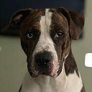 Blue is registered to the contest to win money with this photo: dog, pet, portrait, indoor, heterochromia, brown, white, face, closeup, animal, canine, looking, ears, nose, fur, expression, background, soft_focus, eyes, domestic