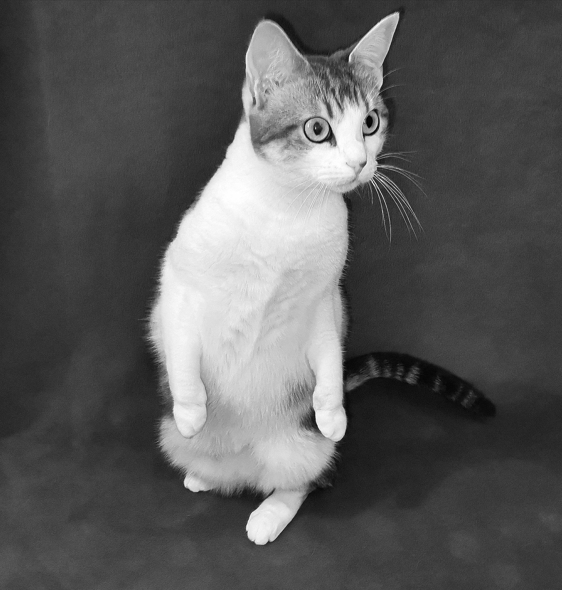 Olia a rejoint le concours — aidez-le/la à gagner de superbes lots ! carnivore, cat, claw, darkness, domestic_short_haired_cat, felidae, foot, fur, monochrome, monochrome_photography, paw, small_to_medium_sized_cats, snout, still_life_photography, tail, terrestrial_animal, whiskers