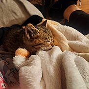 Angel joined the competition — help win amazing prizes! kitten, sleeping, blanket, cozy, fur, pet, animal, indoor, soft, cute, relaxation, warmth, comfort, rest, furry, small, mammal, domestic, peaceful, nap