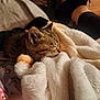 animal, blanket, comfort, cozy, cute, domestic, fur, furry, indoor, kitten, mammal, nap, peaceful, pet, relaxation, rest, sleeping, small, soft, warmth
