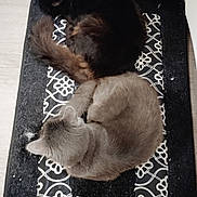 Sisters joined the competition — help win amazing prizes! animal, animals, black_cat, cat, cats, companion, cozy, curled_up, cute, floor, fur, gray_cat, indoor, patterned_mat, pet, pets, relaxation, resting, sleeping, tail