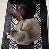 animal, animals, black_cat, cat, cats, companion, cozy, curled_up, cute, floor, fur, gray_cat, indoor, patterned_mat, pet, pets, relaxation, resting, sleeping, tail