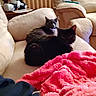 Sisters joined the competition — help win amazing prizes! animal, black_cat, blanket, cat, couch, cozy, cute, domestic, furniture, furry, gray_cat, home, indoor, living_room, mammal, pet, relaxing, resting, soft, two_cats