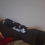 Violet is registered to the contest to win money with this photo: animal, black_and_white, blanket, cat, comfort, couch, cozy, domestic_animal, feline, fur, home, indoor, living_room, nap, pet, quiet, relaxed, resting, sleeping, soft