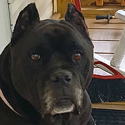 Laya joined the competition — help win amazing prizes! animal, black_dog, broom, brown_eyes, calm, canine, chair, close_up, collar, companion, dog, domestic_animal, ears, furniture, house, outdoor, pet, porch, sitting, wood_floor