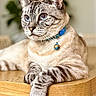 Salem joined the competition — help win amazing prizes! cat, blue_eyes, collar, bell, wooden_table, indoor, feline, relaxed, close_up, striped_paws, whiskers, fur, portrait, animal, pet, domestic_cat, soft_light, focus, blurred_background, resting