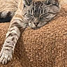 cat, tabby, sleeping, paw, whiskers, fur, rest, cozy, blanket, texture, indoor, relaxation, closeup, peaceful, cute, pet, animal, mammal, feline, nap