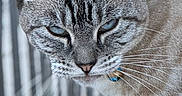 Salem is registered to the contest to win money with this photo: animal, blue_eyes, blurred_background, cat, close_range, close_up, collar, domestic_cat, feline, fur, grey_fur, intense_gaze, mammal, outdoor, paw, pet, portrait, soft_surface, striped, whiskers