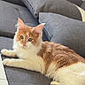 Atyla a rejoint le concours — aidez-le/la à gagner de superbes lots ! alert, animal, cat, couch, cute, domestic_cat, ears, fluffy_cat, furniture, gray_couch, indoor, living_room, mammal, orange_cat, pet, pillow, relaxing, tail, whiskers, white_cat