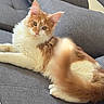 Atyla participe au concours pour gagner de l'argent avec cette photo : cat, couch, cozy, curious, domestic_cat, fluffy_cat, fur, furniture, gray_couch, home, indoor, living_room, looking_at_camera, lying_down, orange_cat, pet, relaxed, soft_light, tail, white_cat
