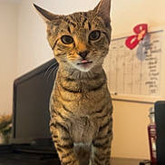 Bruno is registered to the contest to win money with this photo: animal, blurred_background, cat, close_up, curious, domestic_cat, ears, eyes, face, furniture, household, indoor, pet, playful, standing, tabby_cat, tongue, tongue_out, whiskers, wood