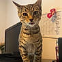 animal, blurred_background, cat, close_up, curious, domestic_cat, ears, eyes, face, furniture, household, indoor, pet, playful, standing, tabby_cat, tongue, tongue_out, whiskers, wood