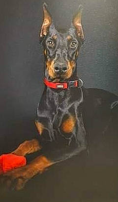 Prada a rejoint le concours — aidez-le/la à gagner de superbes lots ! canidae, carnivore, dobermann, dog, dog_breed, dog_collar, ear, german_pinscher, guard_dog, mammal, manchester_terrier, miniature_pinscher, pinscher, snout, toy_dog, vertebrate, working_dog