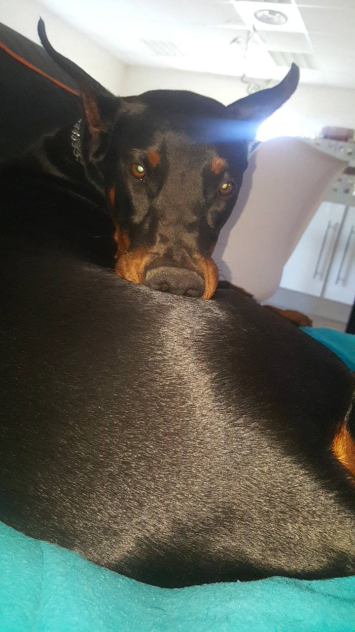 Prada participe au concours pour gagner de l'argent avec cette photo : beauceron, canidae, carnivore, dobermann, dog, dog_breed, english_toy_terrier, german_pinscher, guard_dog, mammal, manchester_terrier, miniature_pinscher, pinscher, prazsky_krysarik, snout, toy_dog, toy_manchester_terrier