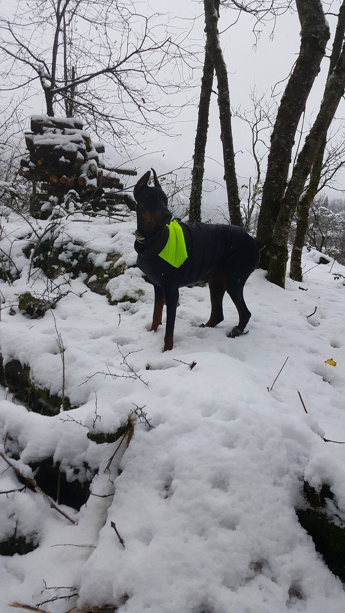 Prada a rejoint le concours — aidez-le/la à gagner de superbes lots ! canidae, carnivore, dog, dog_breed, dog_walking, freezing, guard_dog, hunting_dog, snow, sporting_group, tree, winter, working_dog